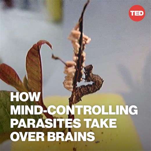 Parasites can turn caterpillars and roaches into zombies — and one day, humans might be added to that list. Here's a look at how these creepy creatures mess with brains: | TED