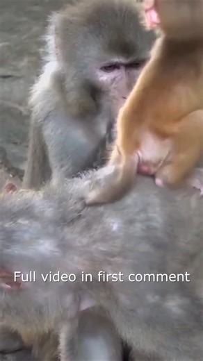 12 reactions | The life of cute little yellow monkeys, being bullied by bad monkeys every day_22 Full video in first Comment ! | Monkey BC | Facebook