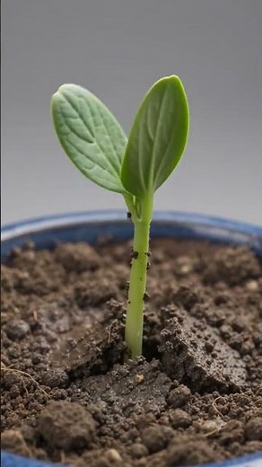 Growing Rock Melon From Seed To Fruit - 36 Days Time-Lapse 🍈🌱 #ai #viral #fyp #100mil #aryankelvin