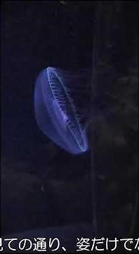 Here's what's so great about the newly renovated Kamo Aquarium! Part 3 #aquarium #KamoAquarium #a...