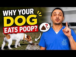 5 Reasons Why Your Dog Eats Poop — And How to Fix It!