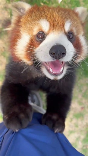 Red Panda Smile #Cute #Healing #Adorable #animals