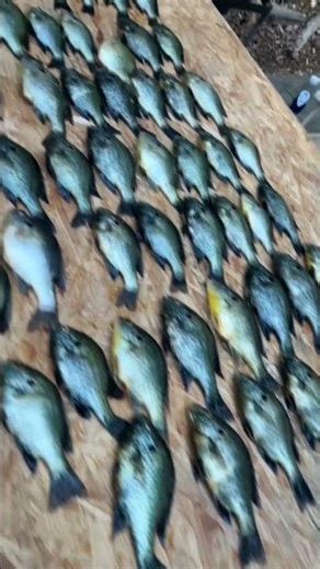 Lake Murray Shellies #fishing #shellcracker