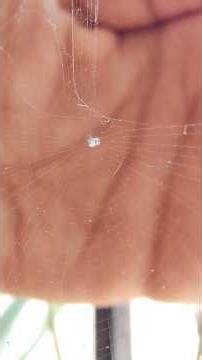 Tiny Trashline orb weaver Spider