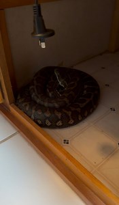 Coastal carpet python found its way into a bathroom cabinet in Flaxton the other day. After checking the cabinet over, there was no access from behind, so the only explanation is that he slipped in while the door was open, went unnoticed, and the cabinet was shut with him still inside. Snakes don’t always force their way in, sometimes they’re just quiet, curious, and perfectly timed. #carpetpython #snakecatcher | Snake Catcher Dan