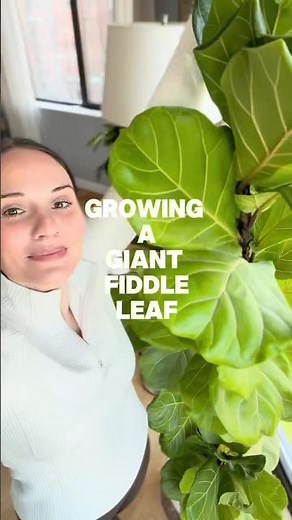 Top tips for growing a giant indoor fiddle leaf fig tree 🪴