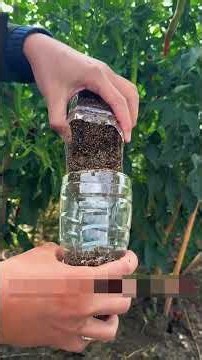 How to propagate a persimmon tree from cuttings 🌱