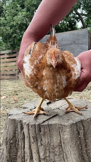 The Secret to a Happy Chicken? Watch This! 😍🐓
