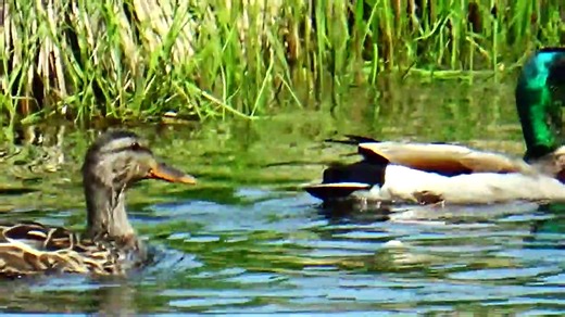 How to Care for Your New Mallard Pair The Ultimate Guide to Raising Happy and Healthy Mallard Pairs