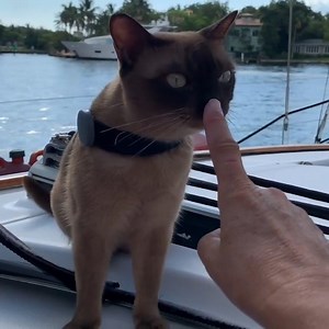 Come aboard with this fantastic cat adventurer! ⛵ | Naturee