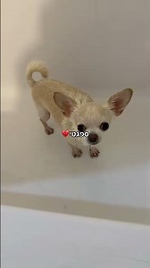 אורי נוביק בטיקטוק