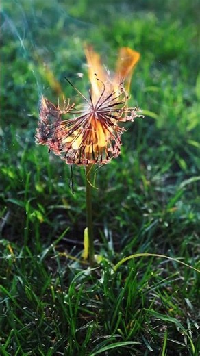 Giant Dandelion Burn! Insane effect! 🔥🌼🤯 #burn #fire #experiment #flowers #satisfying