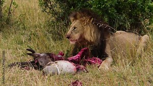 Lion eats bloody wildebeest meat closeup. Watching eating of wild dangerous majestic mammal animal on safari in Kenya. More unique exclusive footage in collection about wild lion.