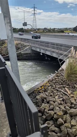 A group of seagulls use the currents beneath a bridge like a natural wind tunnel to hover in place or catch fish.