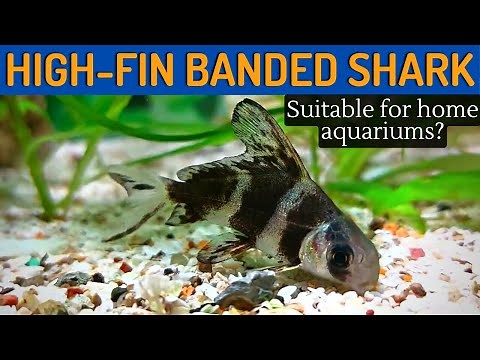 Unveiling the Secrets of the Chinese High-Fin Banded Shark (Myxocyprinus asiaticus)