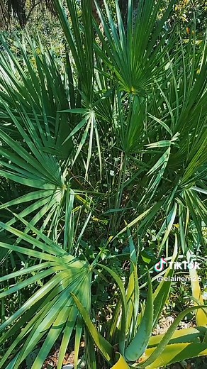 The Saw Palmetto finally has berries #sawpalmetto