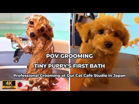 Professional Puppy Grooming: 3-Month-Old Toy Poodle First Haircut! ✂️