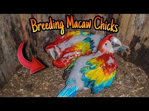 How to breed Macaw Parrots: A Complete Guide