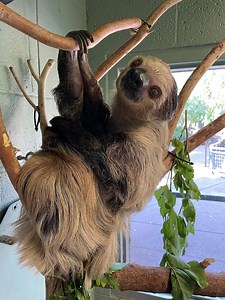 Phoenix Zoo sloth, Fernando, dies after heart complications