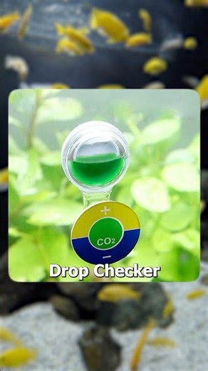 ¿Que es el drop checker? ¿Tienes o cómo mides tu co2? 🫵🥸#aquarium #nanotank #plantedtank #fyp