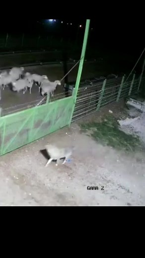 Protecting Sheep: Understanding Wolves and Wolf Dogs