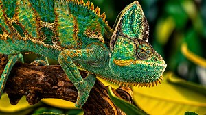Wild chameleon blending with nature on wooden branch