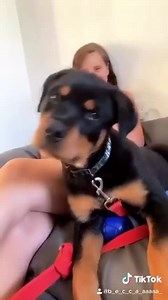 3 to 7 months Rottweiler Puppy Clearly the only thing that’s changed is his size❤️ 🥰 #rottweiler Credits to @fredtherottweiler | Rottweiler Life