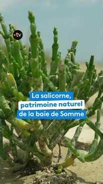 Glasswort, the natural heritage of the Bay of Somme