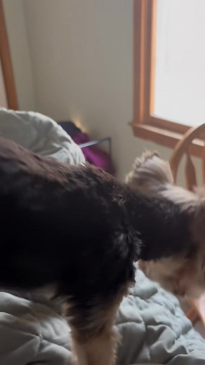 Just a day in the life with 2 yorkies 🥰 #yorkie #dogsoftiktok | Nexus Yorkie Lover’s