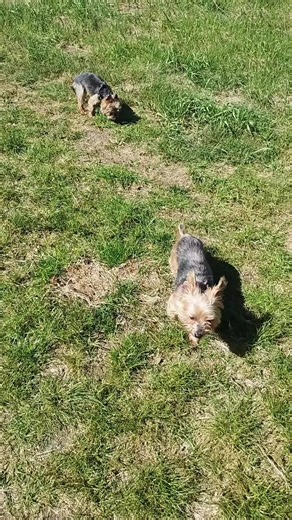Yorki 🐕 #york #yorkshire