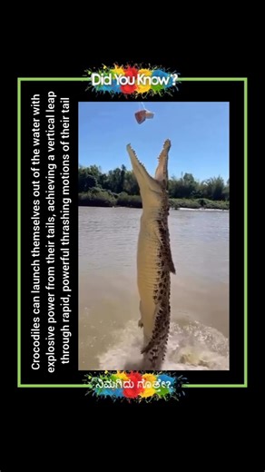 Crocodiles' Explosive Launch: The Power of Their Tails