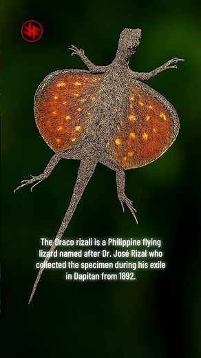 Draco Rizali - Philippine flying lizard - Rare Species #reptile