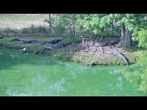 Take a look at the new 12News Gator Cam