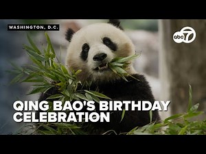 LIVE: Panda Qing Bao's birthday party at the Smithsonian National Zoo