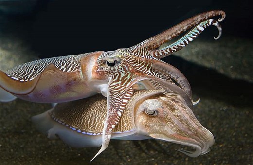 How Cuttlefish Dazzle, Deceive, and Brawl Their Way to a Mate
