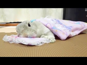 Bunny 'Popo' sometimes needs blanket to sleep!