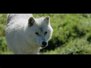 Loup (version longue)