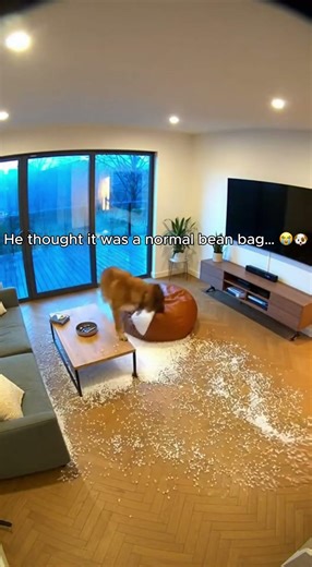 Dog Jumps on Bean Bag… Instantly Regrets It 💥🐶