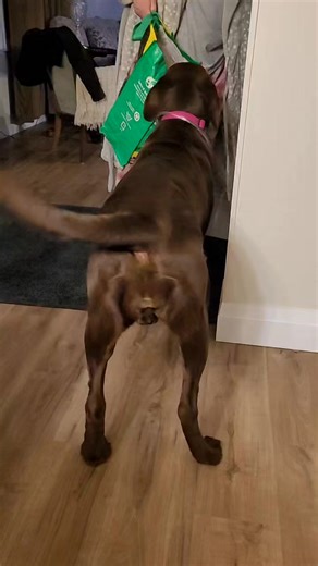 The bag lady strikes again... 🤣🛍🐶 Pedal loves shopping bags! If she visits, you better have bags!! #foryou #worldoflabs #ilovemydog #ilovelabs #worldofdogs #dogstuff #dogreels #dogsdaily #dogoftheday #fyp #labrador #talesofalab #labradorretriever #dogsofinsta #instadog #ilovedogs #doglife #dogsdoingthings #foryoupage #dogvideos #labradorsofinstagram #dogstagram | Engine Powered Labradors