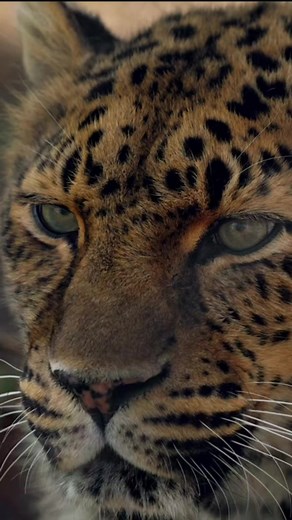 Secrets of the Spotted Cats Life of Leopards Revealed #reel #shorts #viral. | roxed