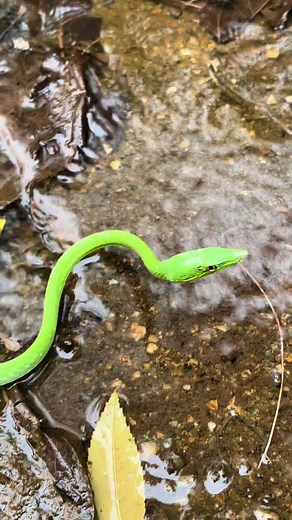El impresionante camuflaje de una serpiente en Honduras