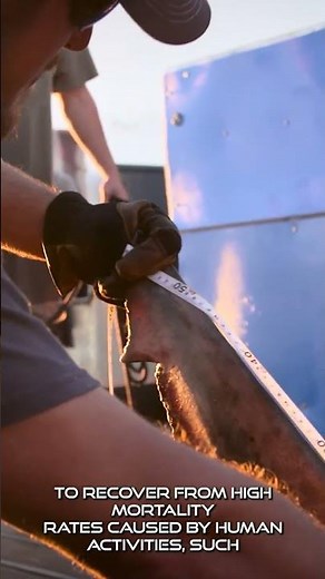 🦈 CONSERVATION STARTS WITH UNDERSTANDING