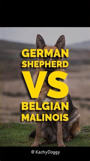 German Shepherd vs Belgian Malinois. Police Dog Champs 🚔🐕 #shorts