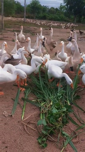 Hungry Geese Rush Toward Sweet Grass in Their Owner's Hand!