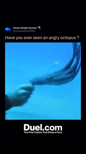 Ocean Depth Unseen on Instagram: "When an octopus gets angry, the whole underwater world seems to hold its breath. Its skin flashes from calm colors to deep, warning shades of red and black, like a storm brewing in seconds. Its tentacles curl in tight spirals, each one ready to strike or escape, and its eyes narrow with a sharp, intelligent focus that feels almost human. An angry octopus doesn’t roar or thrash — it transforms. Its body pulses, spreading tension through the water as it releases a