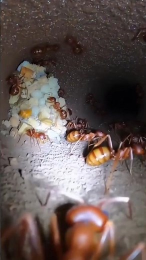 “🐜 Ant POV: Inside the Giant Ant Colony” #usa#AntPOV #InsectWorld #MacroWildlife #AntColony #nature