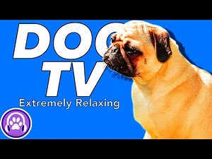 Télévision pour chiens ! Vidéos pour divertir et calmer votre chien ! + Musique