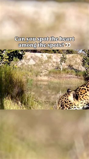 A jaguar with a heart-shaped marking blessed our camera traps. 🥺❤️ | WWF UK
