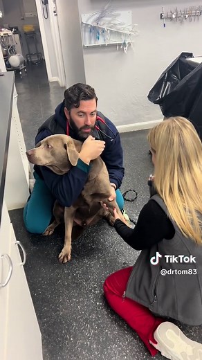 Dog Blood Draw Demonstration: Step-by-Step Guide