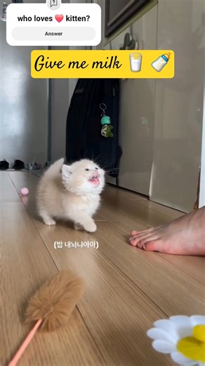 Kitten Screams! 🔊 Translation: "Where is my breakfast?!" 🐾 #meow #shorts #sm_shorts14 #funnykittens